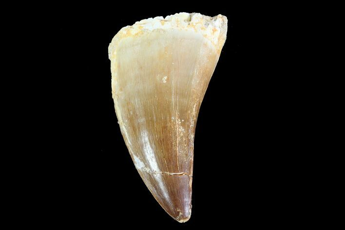 Mosasaur (Prognathodon) Tooth #74994